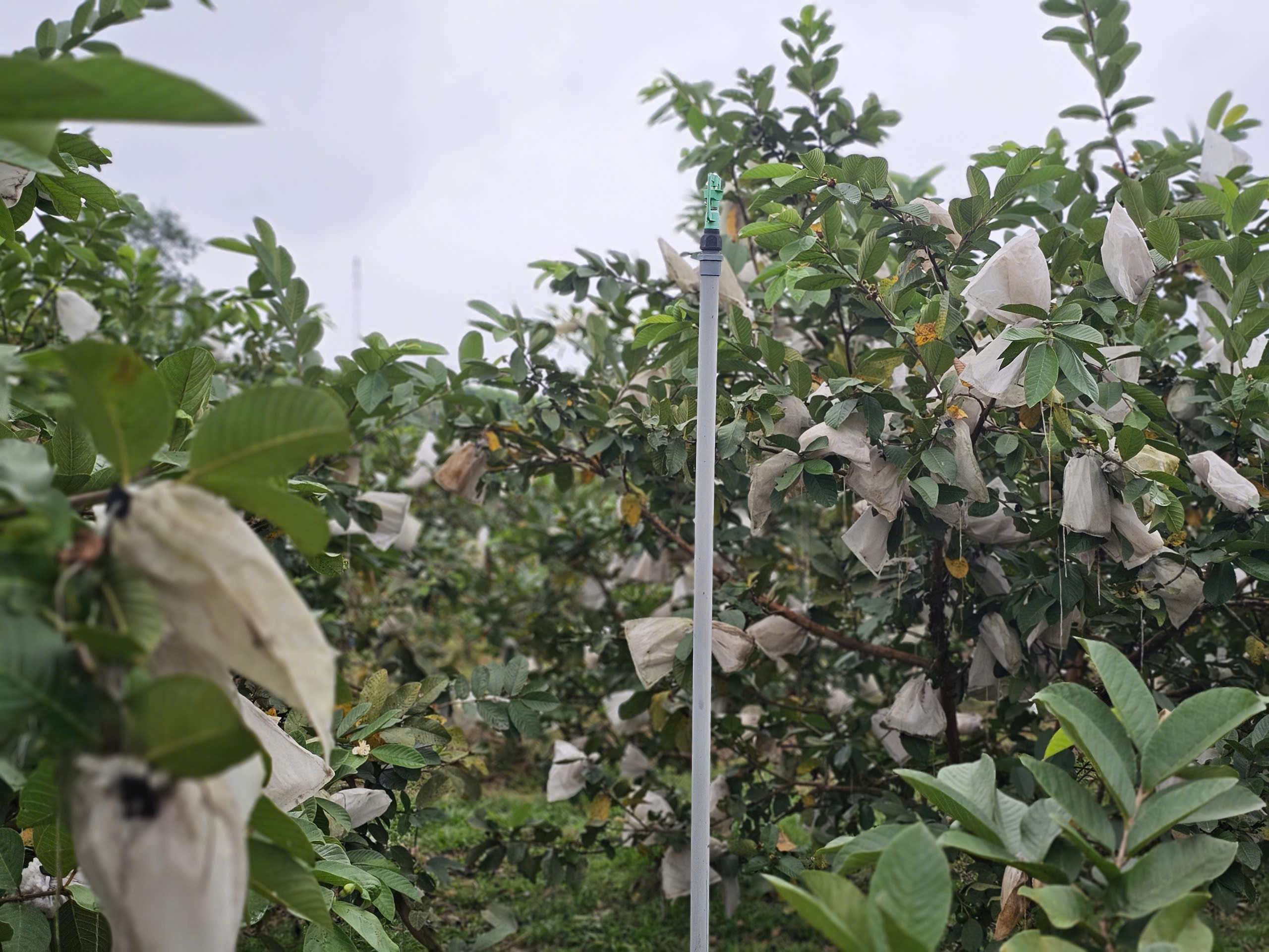 Kỹ sư bỏ việc lương cao ở nước ngo&agrave;i, về trồng c&acirc;y ăn quả nhiều VitaminC, ph&aacute;t triển chăn nu&ocirc;i cho doanh thu tiền tỷ- Ảnh 9.