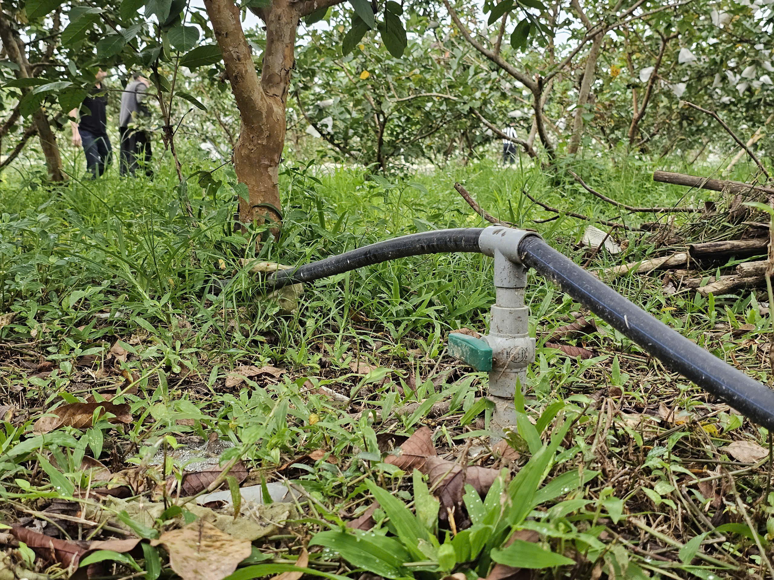 Kỹ sư bỏ việc lương cao ở nước ngo&agrave;i, về trồng c&acirc;y ăn quả nhiều VitaminC, ph&aacute;t triển chăn nu&ocirc;i cho doanh thu tiền tỷ- Ảnh 7.