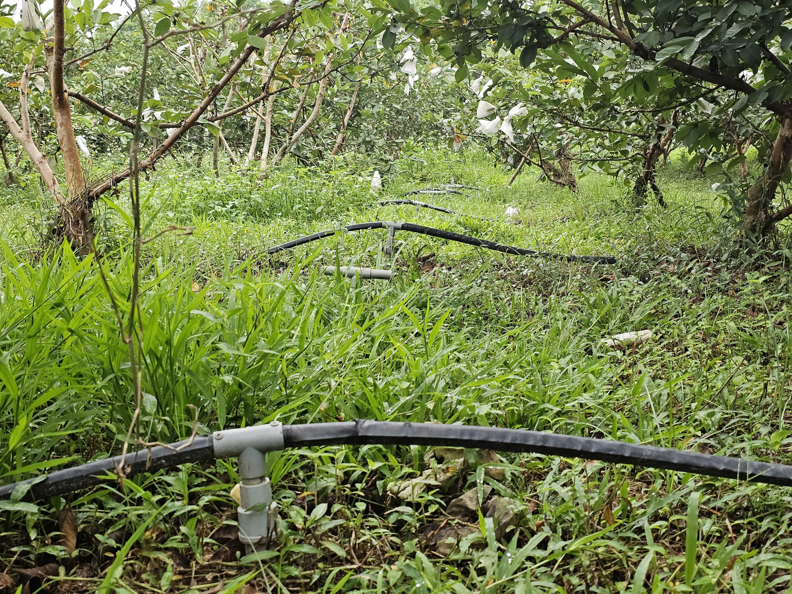 Kỹ sư bỏ việc lương cao ở nước ngo&agrave;i, về trồng c&acirc;y ăn quả nhiều VitaminC, ph&aacute;t triển chăn nu&ocirc;i cho doanh thu tiền tỷ- Ảnh 8.