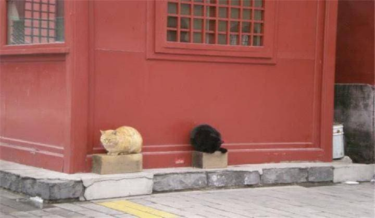Bí ẩn chưa lời giải: Những “bóng đen” 200 con mèo trong Tử Cấm Thành - Ảnh 1.