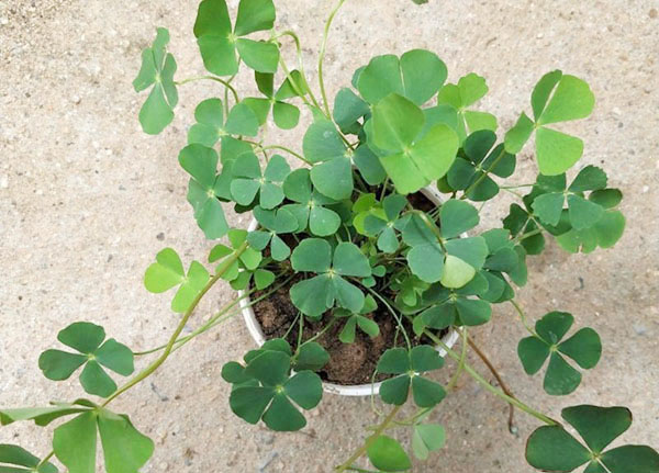 Lo&agrave;i rau mọc dại c&oacute; t&ecirc;n rất lạ, nay "l&ecirc;n đời" th&agrave;nh đặc sản c&oacute; hương vị đặc biệt - Ảnh 3.