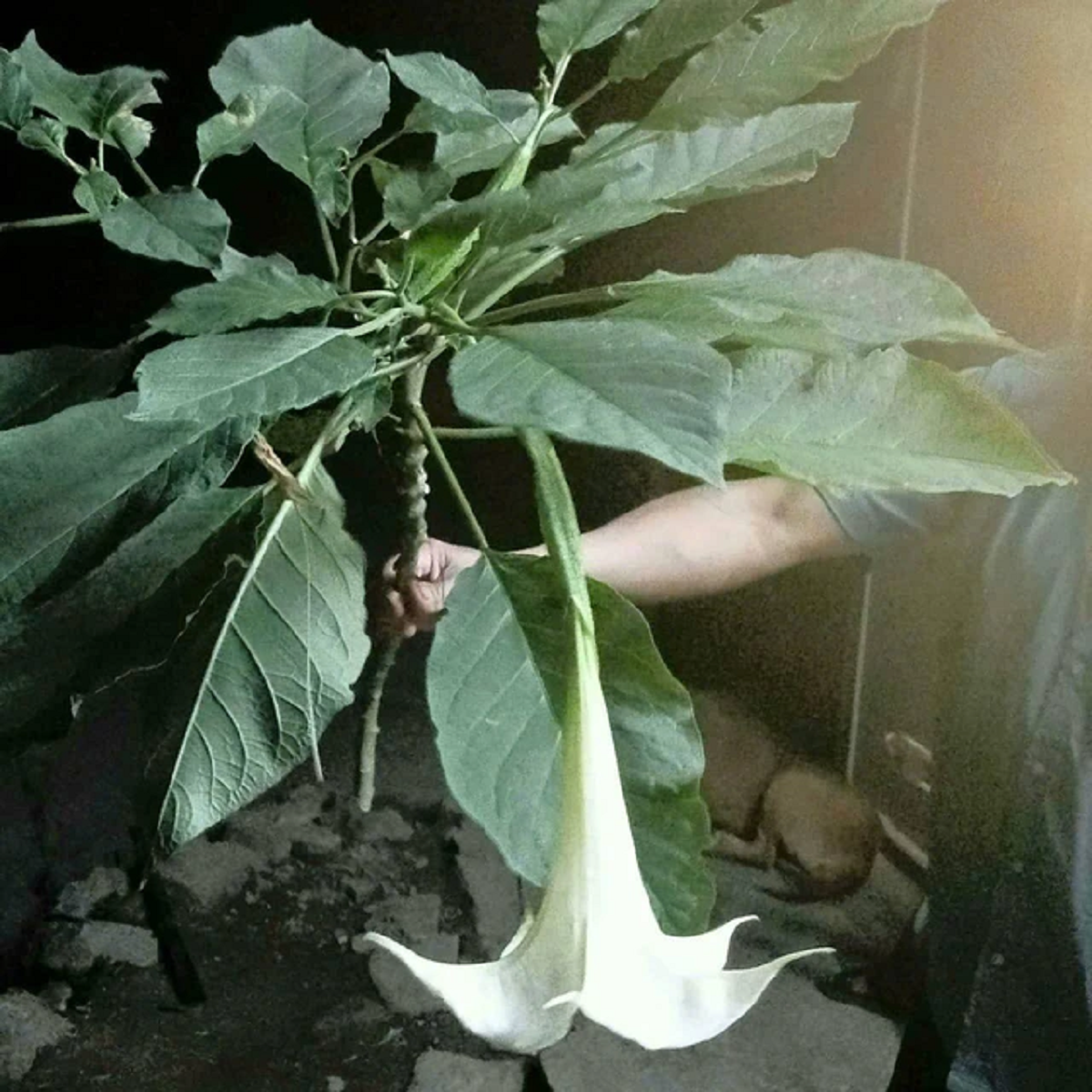 Ăn rau rừng lạ, 3 người trong một gia đình mê man phải nhập viện gấp - Ảnh 2.