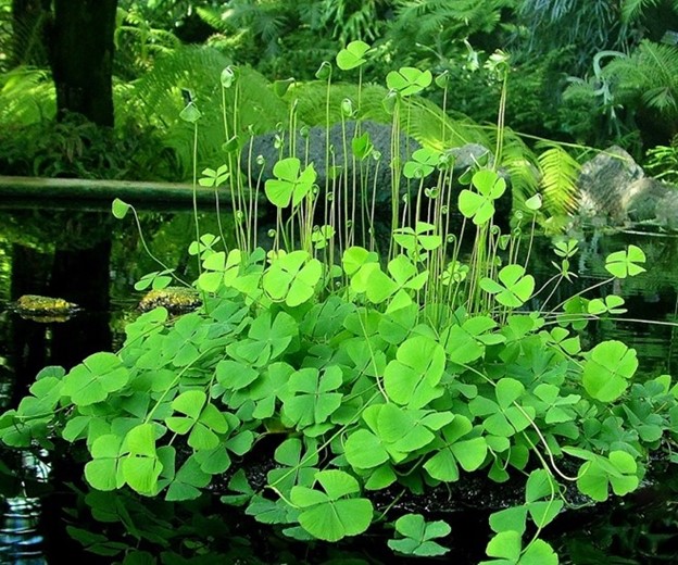 Lo&agrave;i rau mọc dại c&oacute; t&ecirc;n rất lạ, nay "l&ecirc;n đời" th&agrave;nh đặc sản c&oacute; hương vị đặc biệt - Ảnh 2.