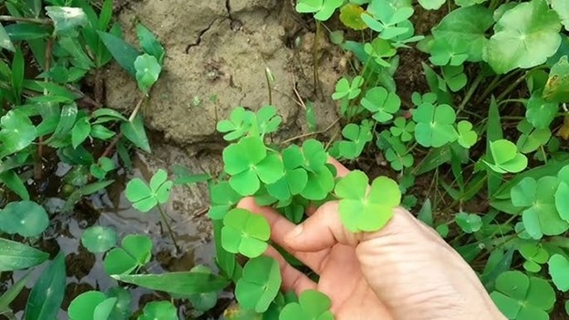 Lo&agrave;i rau mọc dại c&oacute; t&ecirc;n rất lạ, nay "l&ecirc;n đời" th&agrave;nh đặc sản c&oacute; hương vị đặc biệt - Ảnh 1.