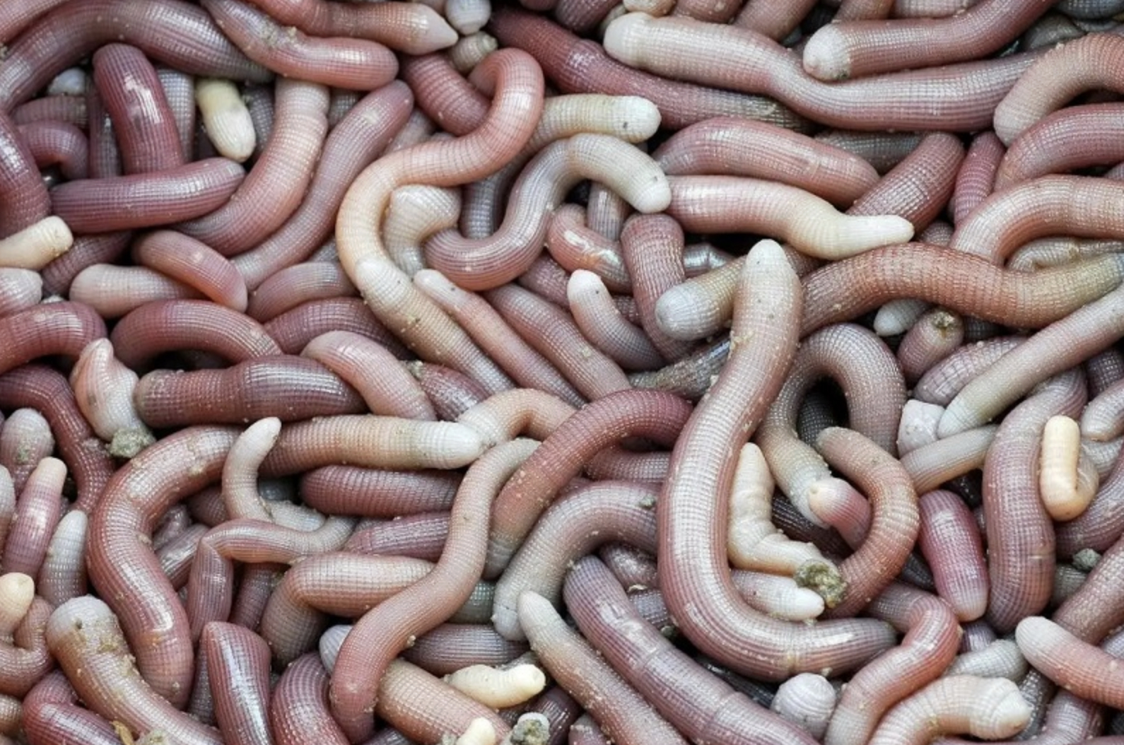 Sản vật tiến vua có giá vài triệu đồng/kg được dân địa phương gọi là 