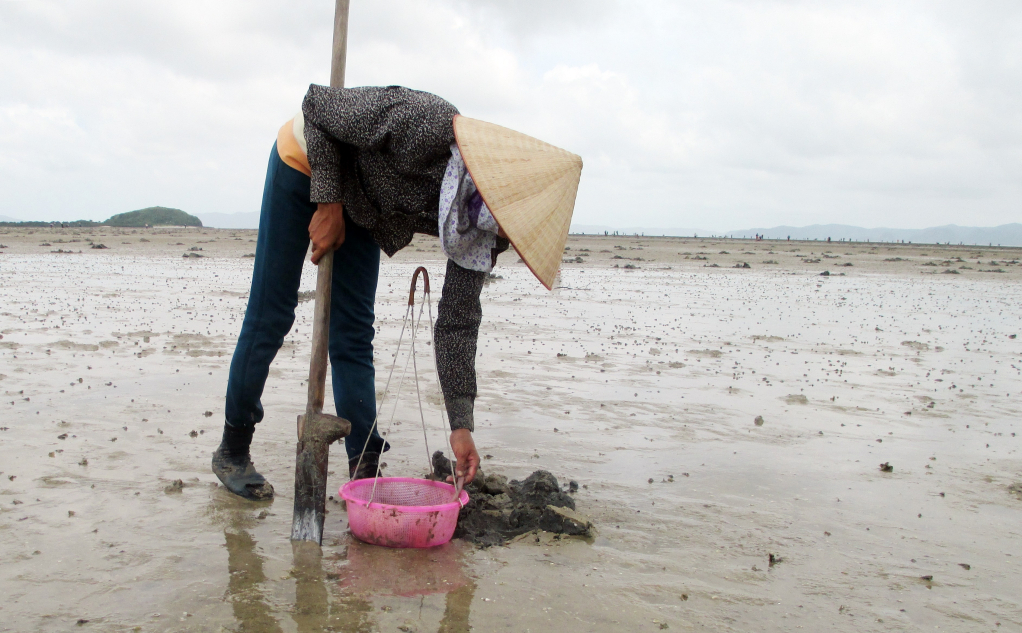 Sản vật tiến vua có giá vài triệu đồng/kg được dân địa phương gọi là 
