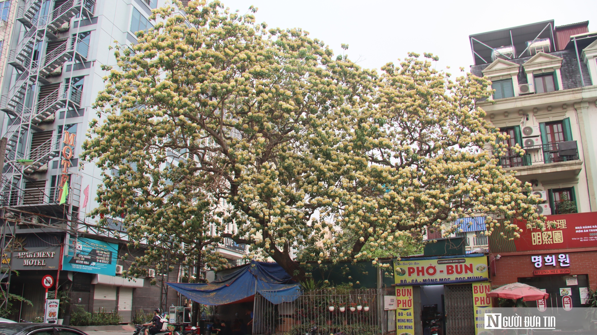 C&acirc;y "hoa lạ" nở rộ giữa phố, d&acirc;n mạng đổ x&ocirc; t&igrave;m đến check-in- Ảnh 1.