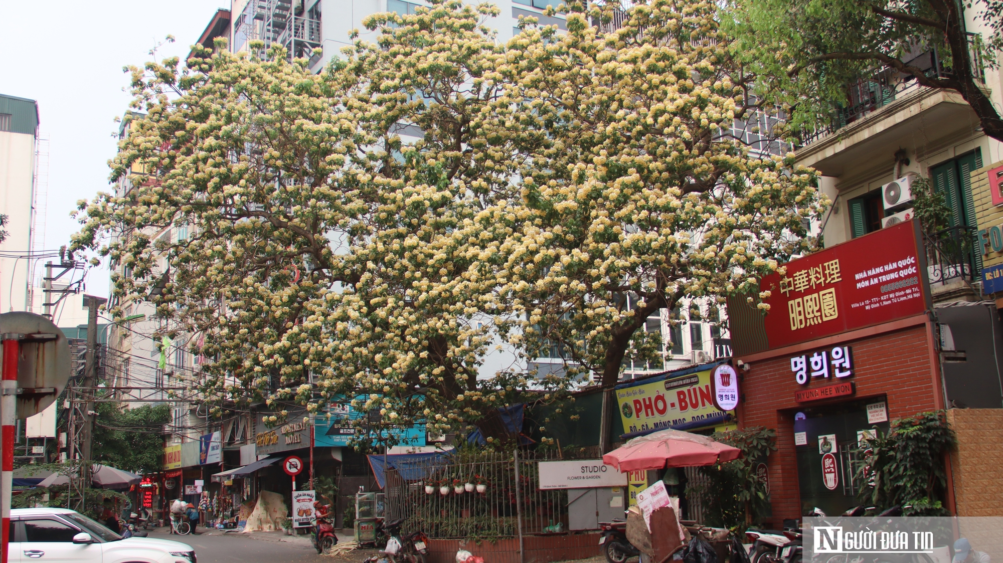 C&acirc;y "hoa lạ" nở rộ giữa phố, d&acirc;n mạng đổ x&ocirc; t&igrave;m đến check-in- Ảnh 2.