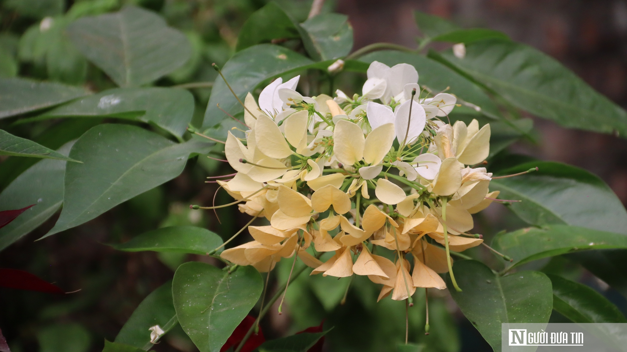 C&acirc;y "hoa lạ" nở rộ giữa phố, d&acirc;n mạng đổ x&ocirc; t&igrave;m đến check-in- Ảnh 3.