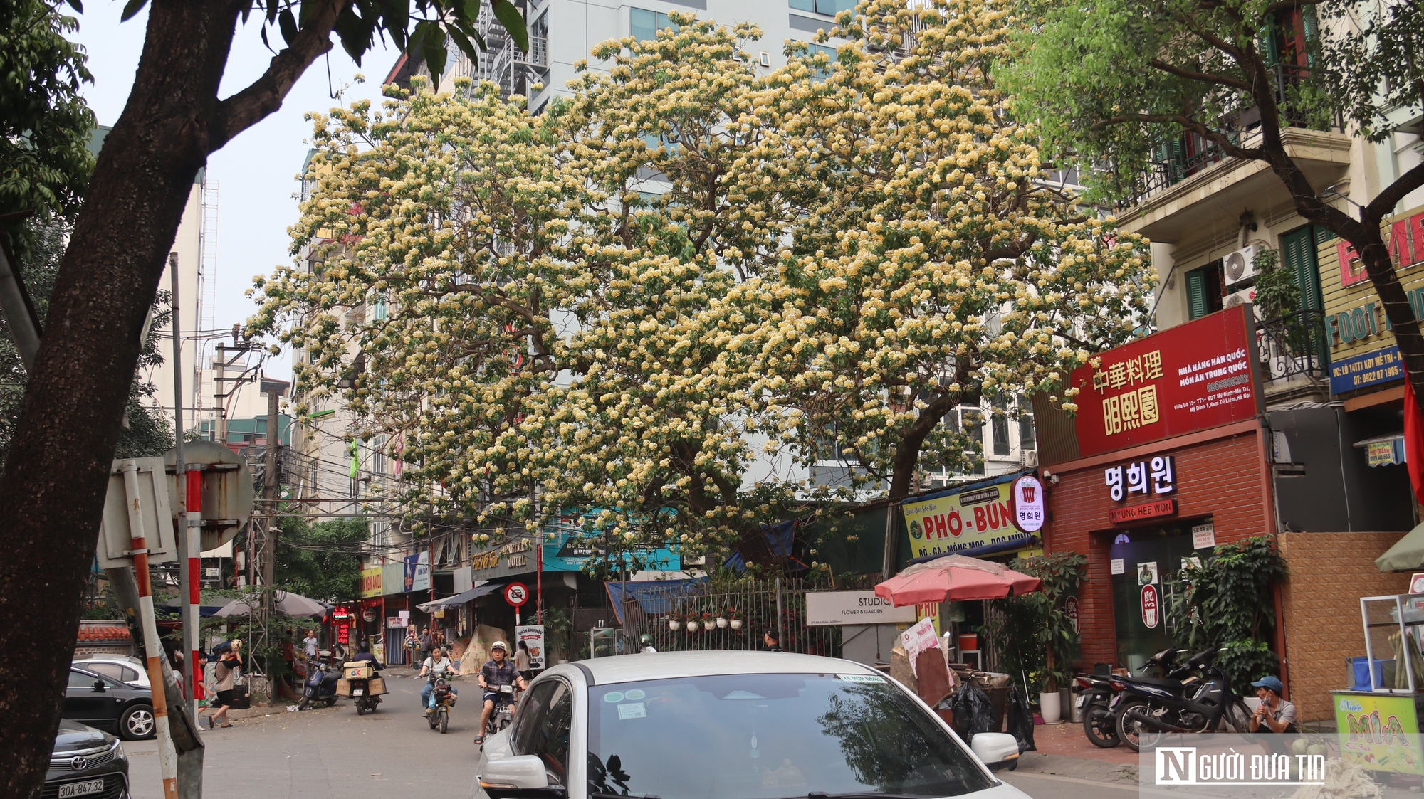 C&acirc;y "hoa lạ" nở rộ giữa phố, d&acirc;n mạng đổ x&ocirc; t&igrave;m đến check-in- Ảnh 5.
