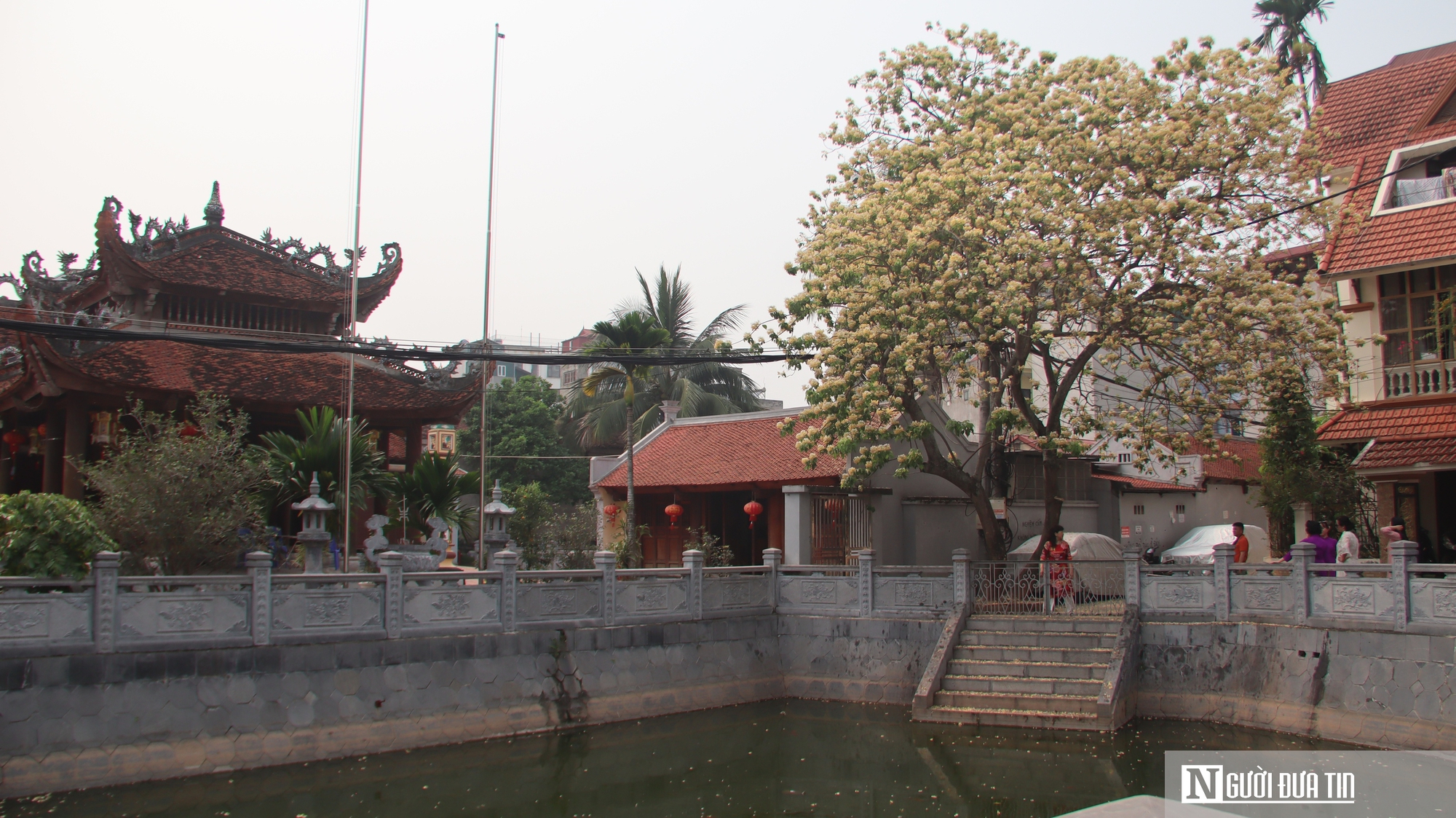 C&acirc;y "hoa lạ" nở rộ giữa phố, d&acirc;n mạng đổ x&ocirc; t&igrave;m đến check-in- Ảnh 6.