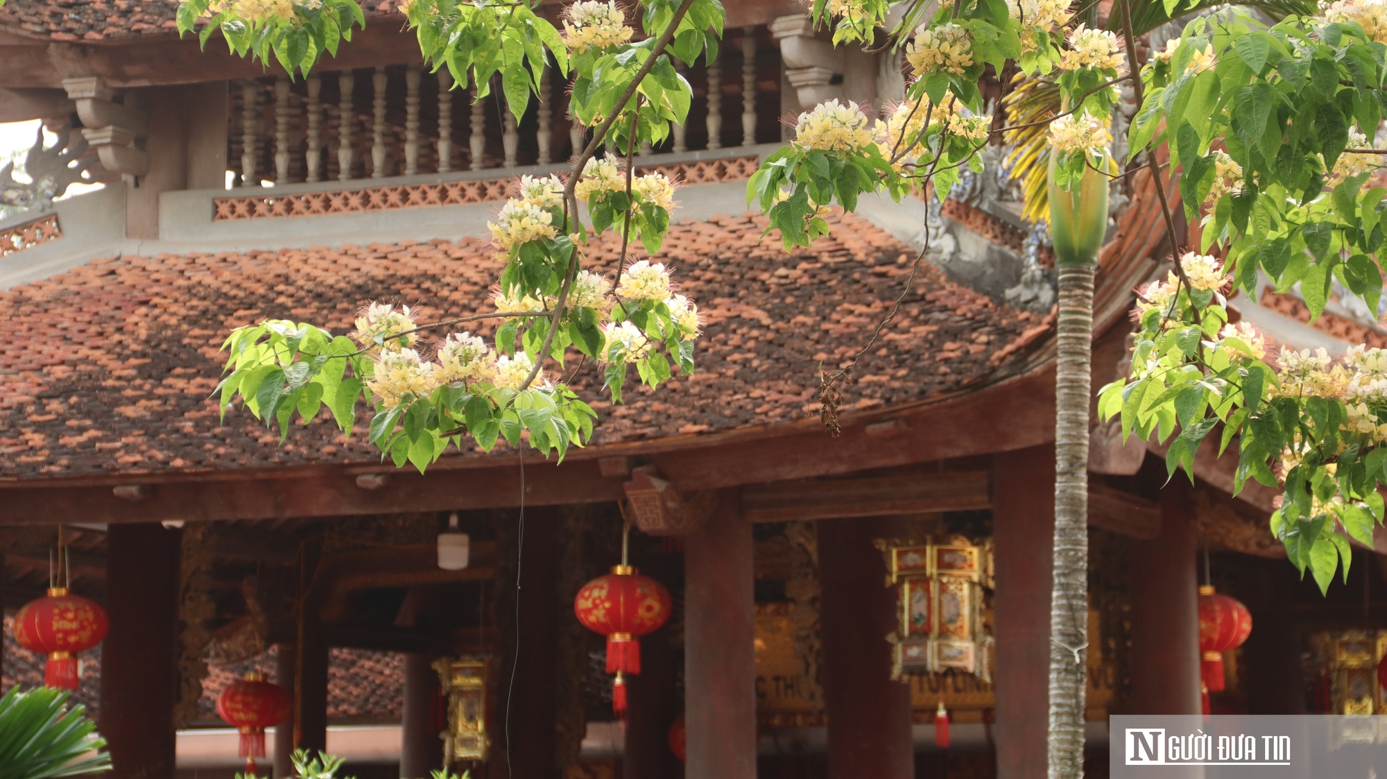 C&acirc;y "hoa lạ" nở rộ giữa phố, d&acirc;n mạng đổ x&ocirc; t&igrave;m đến check-in- Ảnh 7.