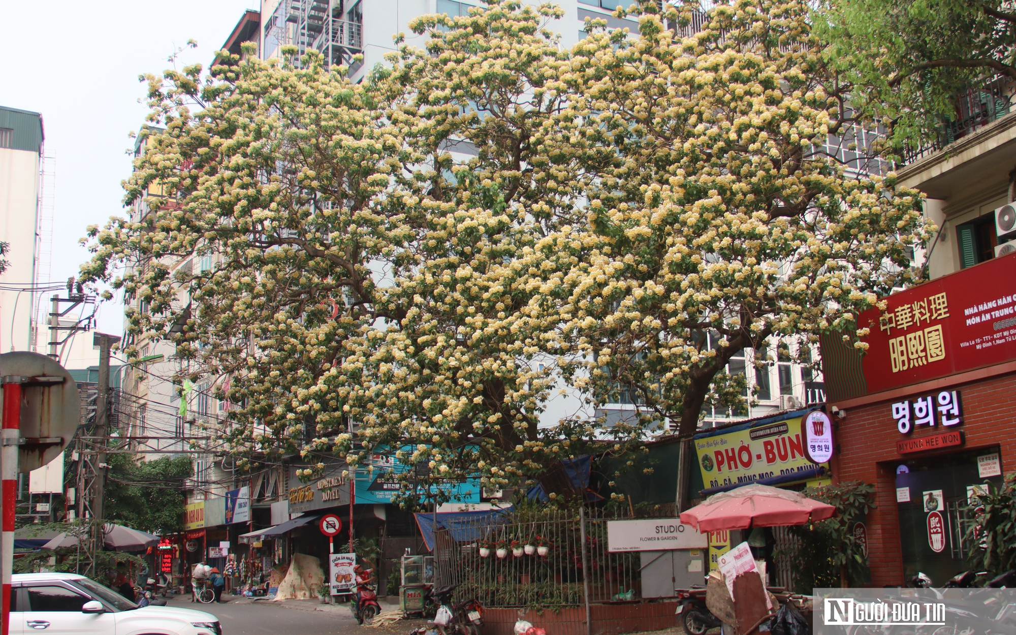 Hoa Bún Nở Rộ Ở Hà Nội: Sắc Trắng Vàng Rực Rỡ Giữa Tháng Tư