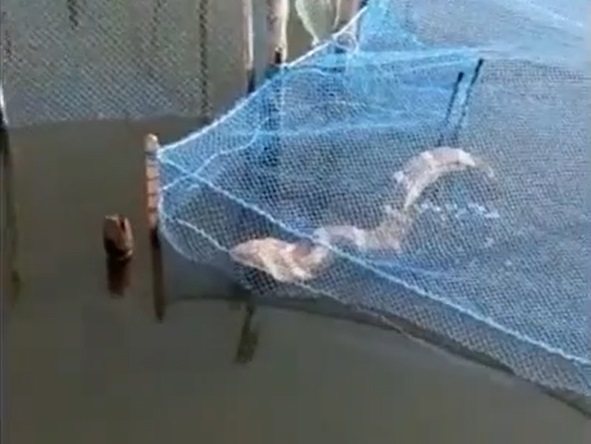 Đi kéo lưới, người đánh cá bắt gặp cảnh tượng nổi da gà- Ảnh 1. Đi kéo lưới, người đánh cá bắt gặp cảnh tượng nổi da gà- Ảnh 1.