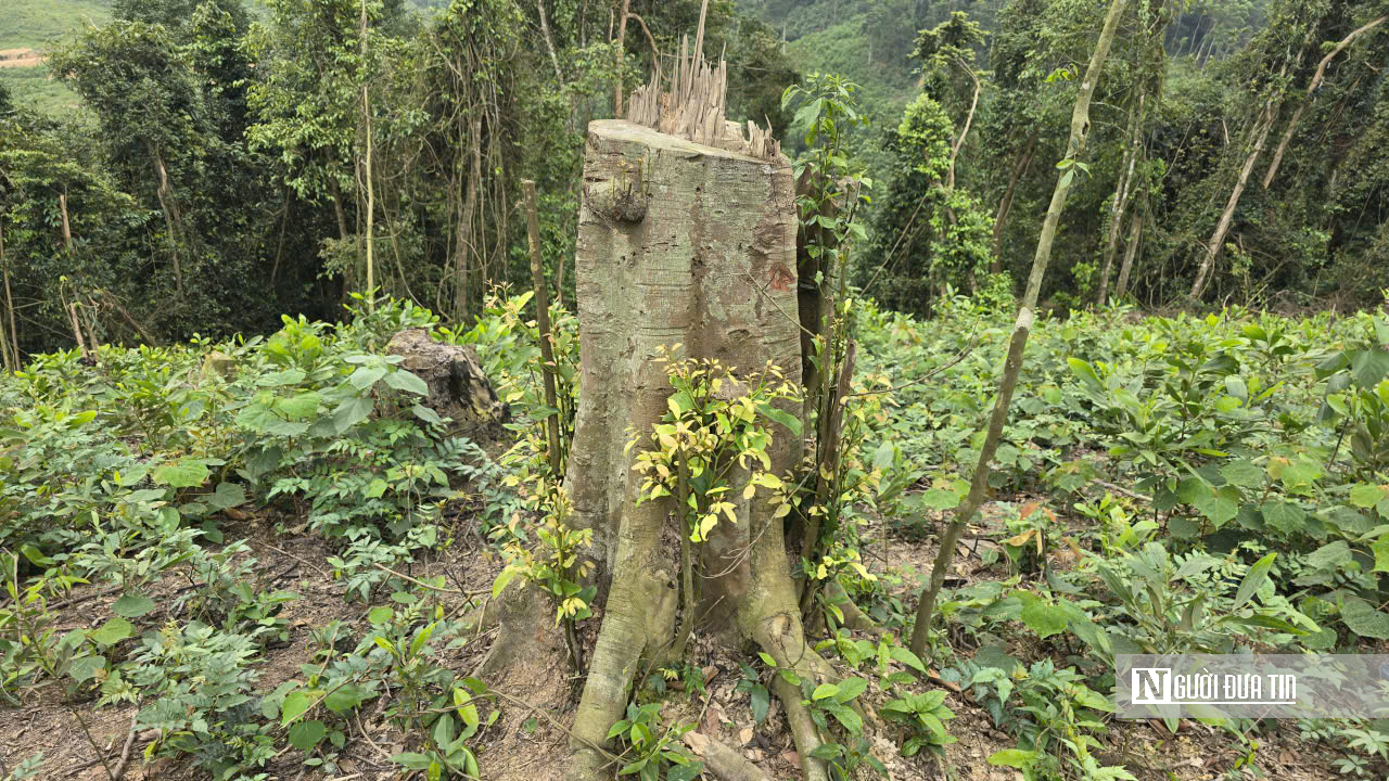 Ảnh, Clip: Hàng loạt cây gỗ trong rừng phòng hộ ở Thanh Hóa bị chặt phá- Ảnh 2. Ảnh, Clip: Hàng loạt cây gỗ trong rừng phòng hộ ở Thanh Hóa bị chặt phá- Ảnh 2.