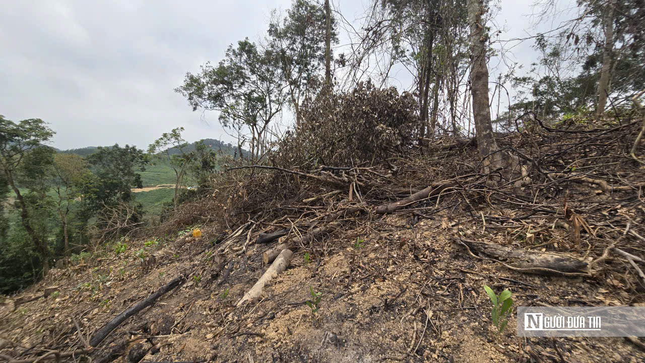 Ảnh, Clip: Hàng loạt cây gỗ trong rừng phòng hộ ở Thanh Hóa bị chặt phá- Ảnh 10. Ảnh, Clip: Hàng loạt cây gỗ trong rừng phòng hộ ở Thanh Hóa bị chặt phá- Ảnh 10.