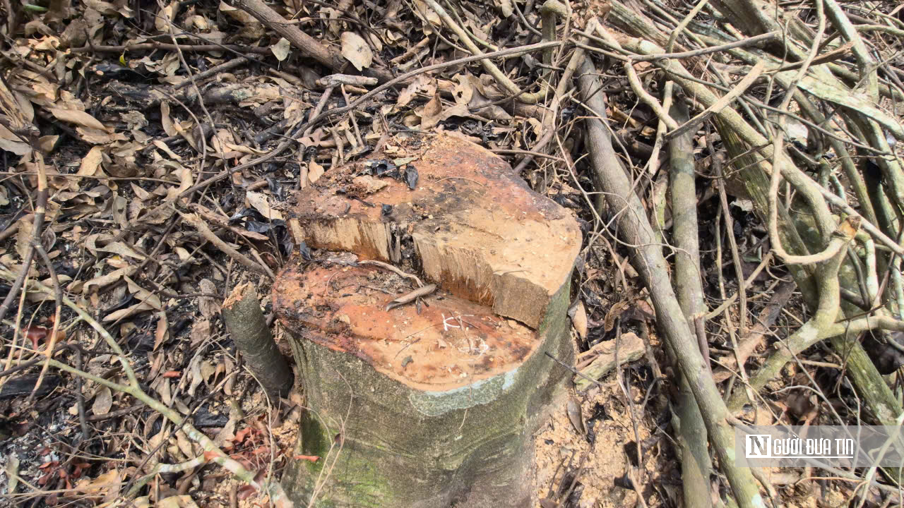 Ảnh, Clip: Hàng loạt cây gỗ trong rừng phòng hộ ở Thanh Hóa bị chặt phá- Ảnh 11. Ảnh, Clip: Hàng loạt cây gỗ trong rừng phòng hộ ở Thanh Hóa bị chặt phá- Ảnh 11.