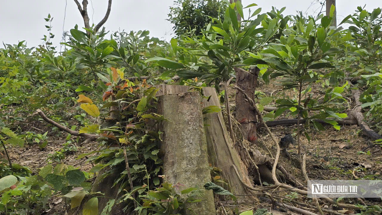 Ảnh, Clip: Hàng loạt cây gỗ trong rừng phòng hộ ở Thanh Hóa bị chặt phá- Ảnh 12. Ảnh, Clip: Hàng loạt cây gỗ trong rừng phòng hộ ở Thanh Hóa bị chặt phá- Ảnh 12.