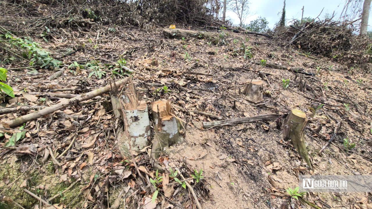 Ảnh, Clip: Hàng loạt cây gỗ trong rừng phòng hộ ở Thanh Hóa bị chặt phá- Ảnh 14. Ảnh, Clip: Hàng loạt cây gỗ trong rừng phòng hộ ở Thanh Hóa bị chặt phá- Ảnh 14.