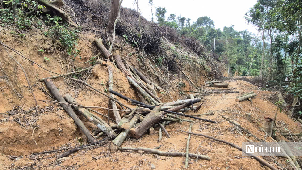 Ảnh, Clip: Hàng loạt cây gỗ trong rừng phòng hộ ở Thanh Hóa bị chặt phá- Ảnh 15. Ảnh, Clip: Hàng loạt cây gỗ trong rừng phòng hộ ở Thanh Hóa bị chặt phá- Ảnh 15.