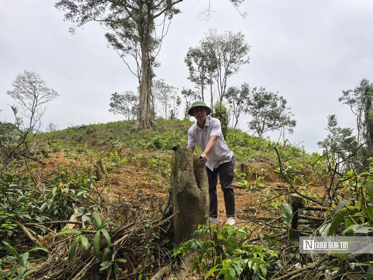 Ảnh, Clip: Hàng loạt cây gỗ trong rừng phòng hộ ở Thanh Hóa bị chặt phá- Ảnh 17. Ảnh, Clip: Hàng loạt cây gỗ trong rừng phòng hộ ở Thanh Hóa bị chặt phá- Ảnh 17.