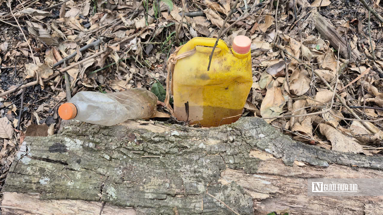 Ảnh, Clip: Hàng loạt cây gỗ trong rừng phòng hộ ở Thanh Hóa bị chặt phá- Ảnh 18. Ảnh, Clip: Hàng loạt cây gỗ trong rừng phòng hộ ở Thanh Hóa bị chặt phá- Ảnh 18.