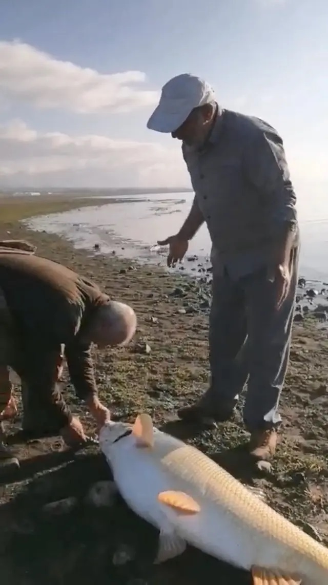 Ngư d&acirc;n c&acirc;u được con c&aacute; khổng lồ nặng 65kg tr&ecirc;n s&ocirc;ng- Ảnh 2.