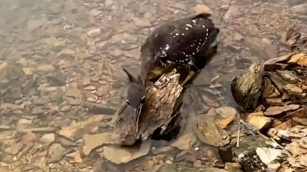 Giải cứu chim lạ mắc lưới, người đàn ông sốc nặng khi biết độ quý hiếm - Ảnh 2.