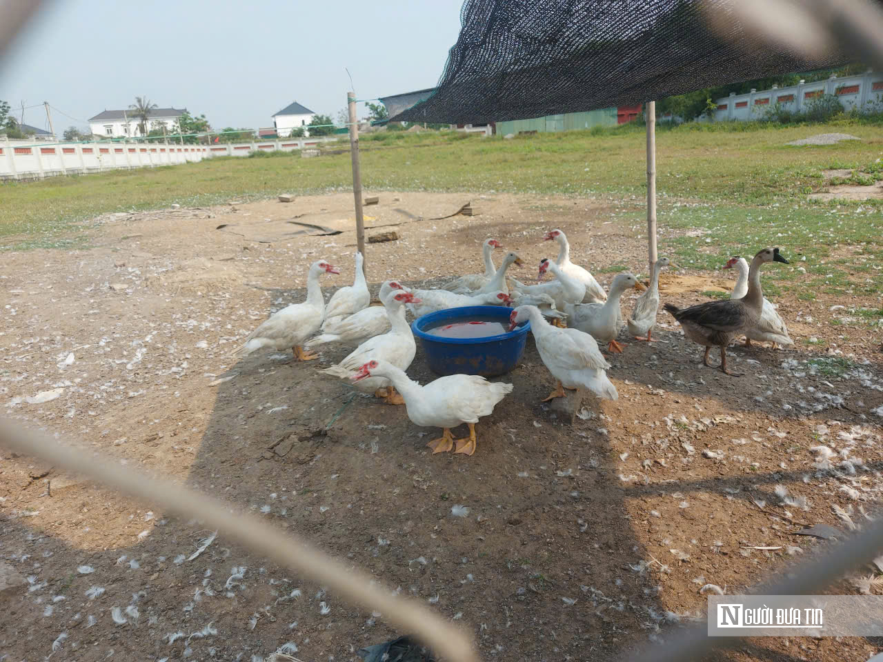 Mục sở thị dự án đền thờ tổ nghề ca trù hơn 10 tỷ đồng… thành nơi chăn vịt- Ảnh 3.