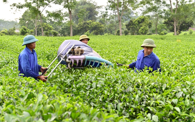 Tuyên Quang 2025: Chuyển dịch mạnh mẽ sang kinh tế nông nghiệp bền vững