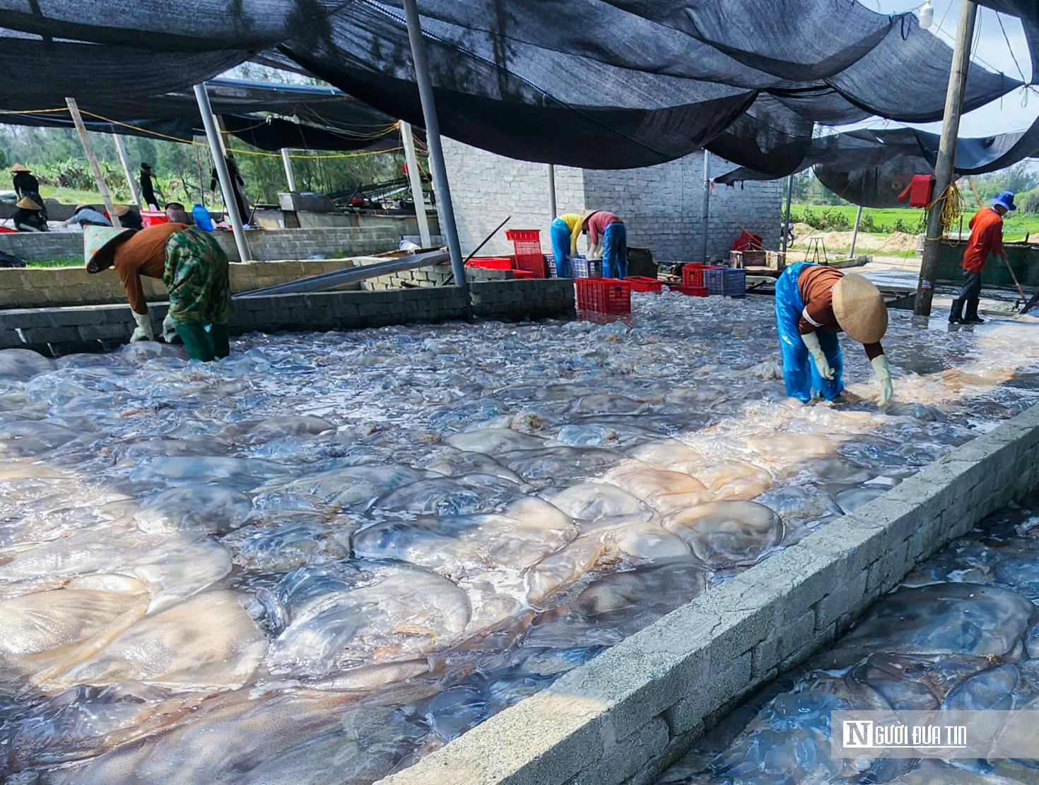 Lột x&aacute;c cho lo&agrave;i nổi tr&ecirc;n mặt biển, hướng ra thị trường quốc tế th&agrave;nh &ldquo;v&agrave;ng trắng&rdquo; của ngư d&acirc;n- Ảnh 1.