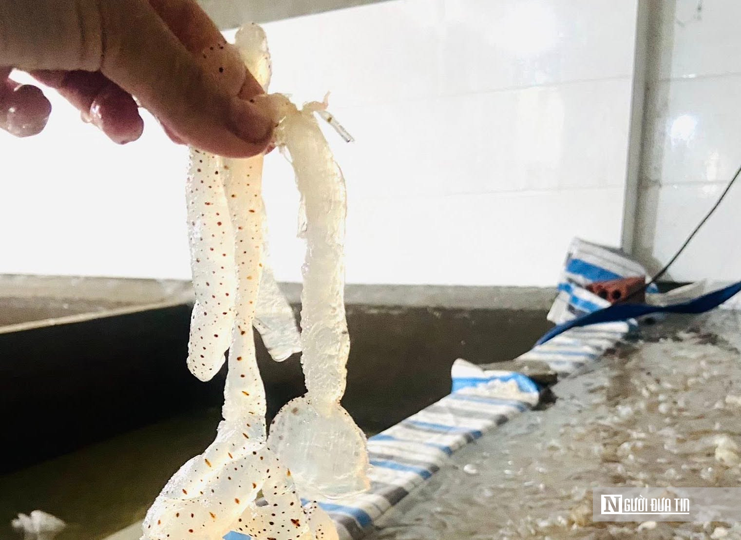 Lột x&aacute;c cho lo&agrave;i nổi tr&ecirc;n mặt biển, hướng ra thị trường quốc tế th&agrave;nh &ldquo;v&agrave;ng trắng&rdquo; của ngư d&acirc;n- Ảnh 2.