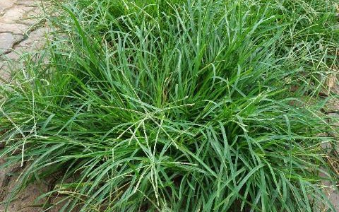 Cỏ Mần Trầu: Loài Cỏ Dại Quen Thuộc Với Nhiều Công Dụng Chữa Bệnh Quý