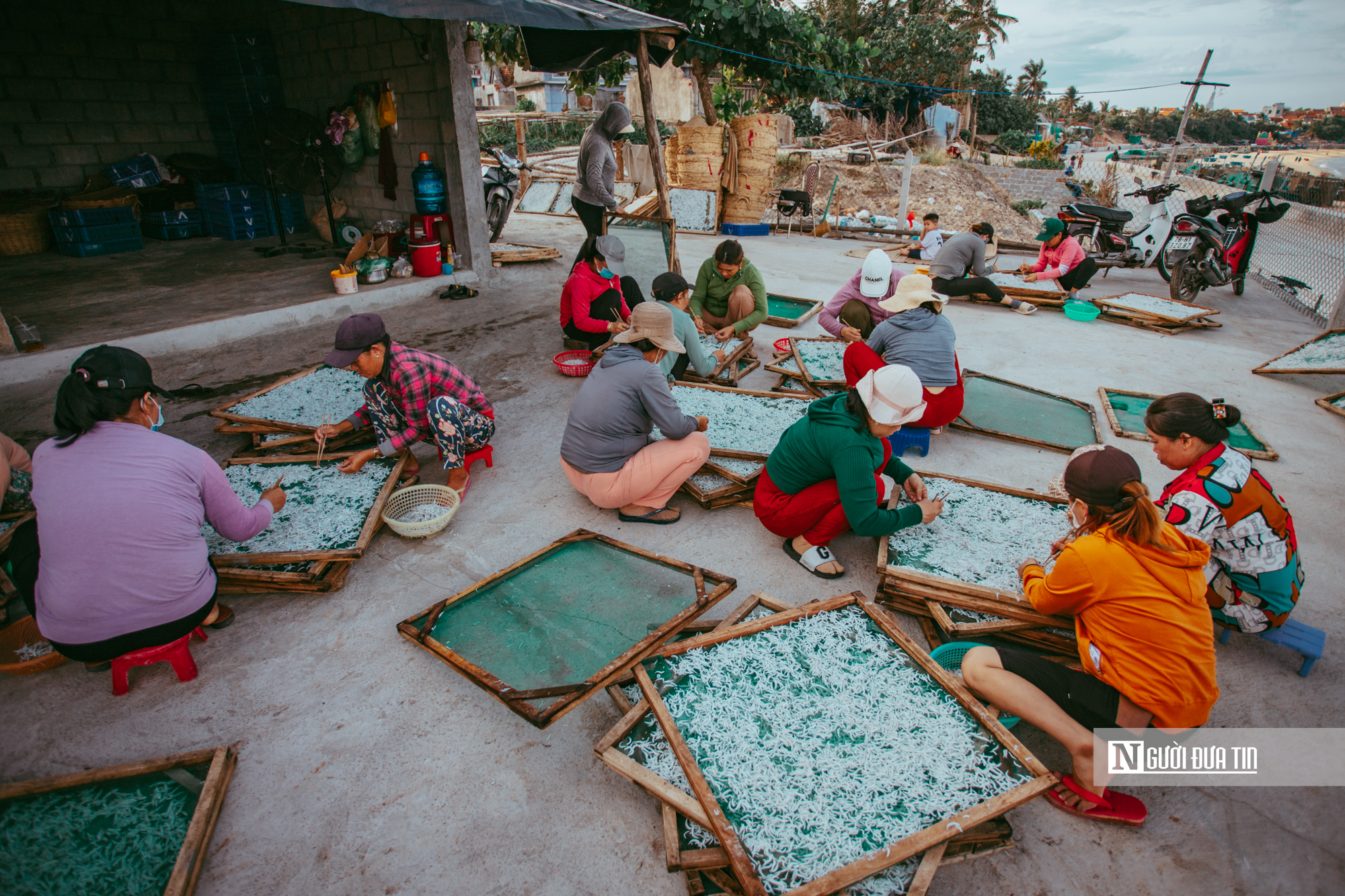 Hành trình cá cơm từ làng ra thế giới- Ảnh 14. Hành trình cá cơm từ làng ra thế giới- Ảnh 14.