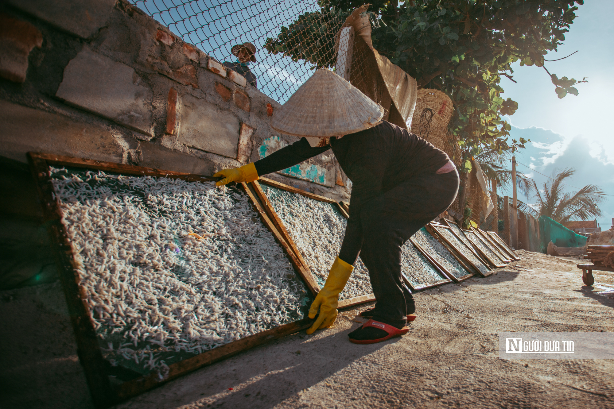 Hành trình cá cơm từ làng ra thế giới- Ảnh 15. Hành trình cá cơm từ làng ra thế giới- Ảnh 15.