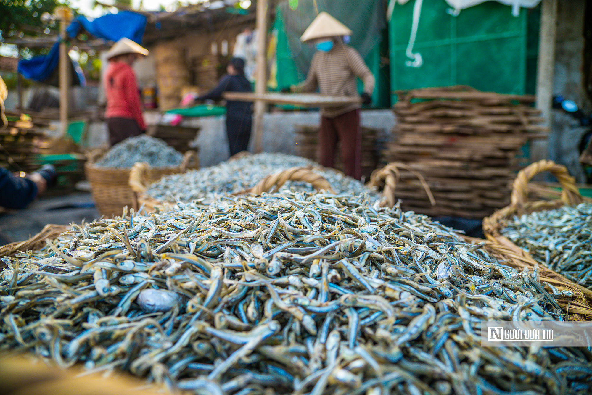 Hành trình cá cơm từ làng ra thế giới- Ảnh 17. Hành trình cá cơm từ làng ra thế giới- Ảnh 17.