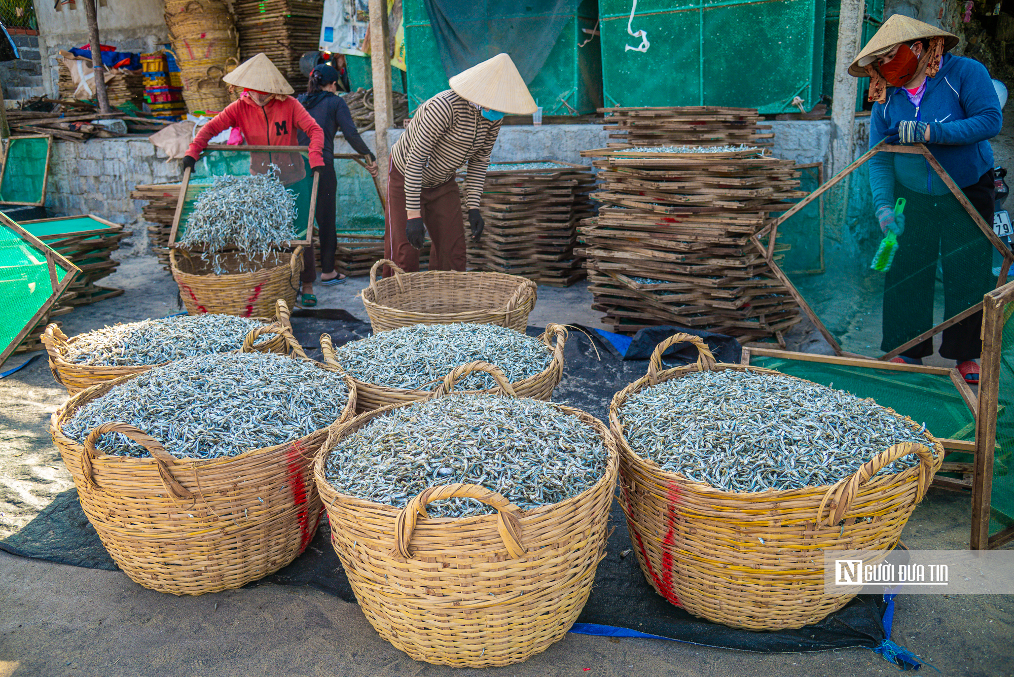 Hành trình cá cơm từ làng ra thế giới- Ảnh 18. Hành trình cá cơm từ làng ra thế giới- Ảnh 18.