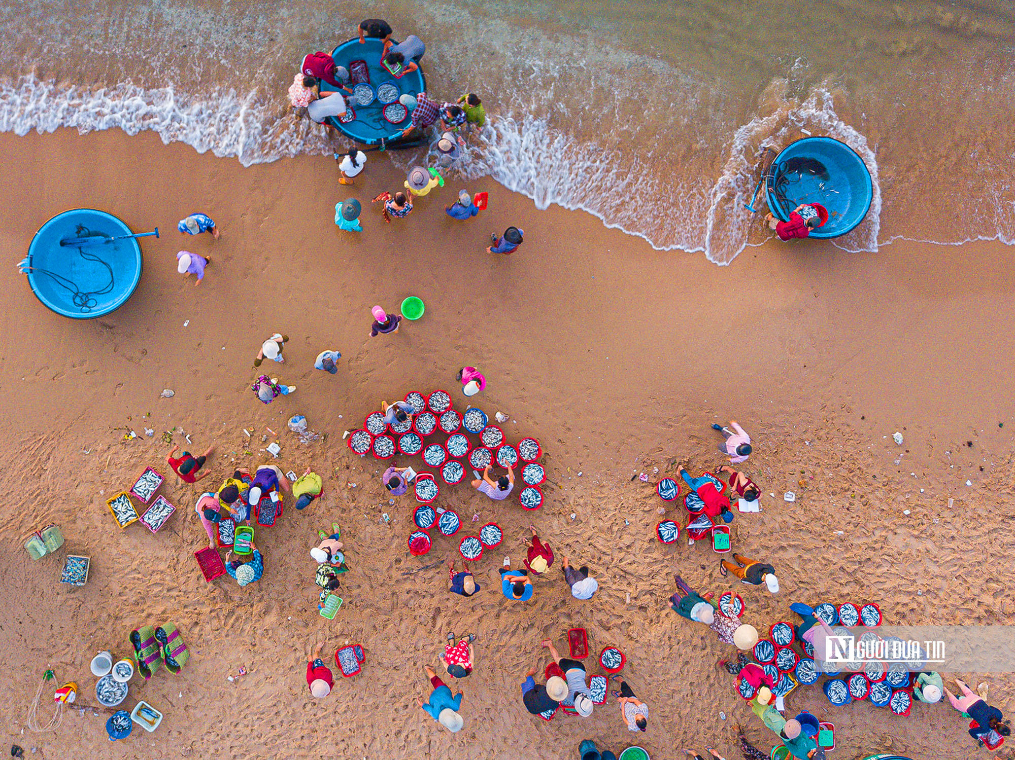 Hành trình cá cơm từ làng ra thế giới- Ảnh 2. Hành trình cá cơm từ làng ra thế giới- Ảnh 2.