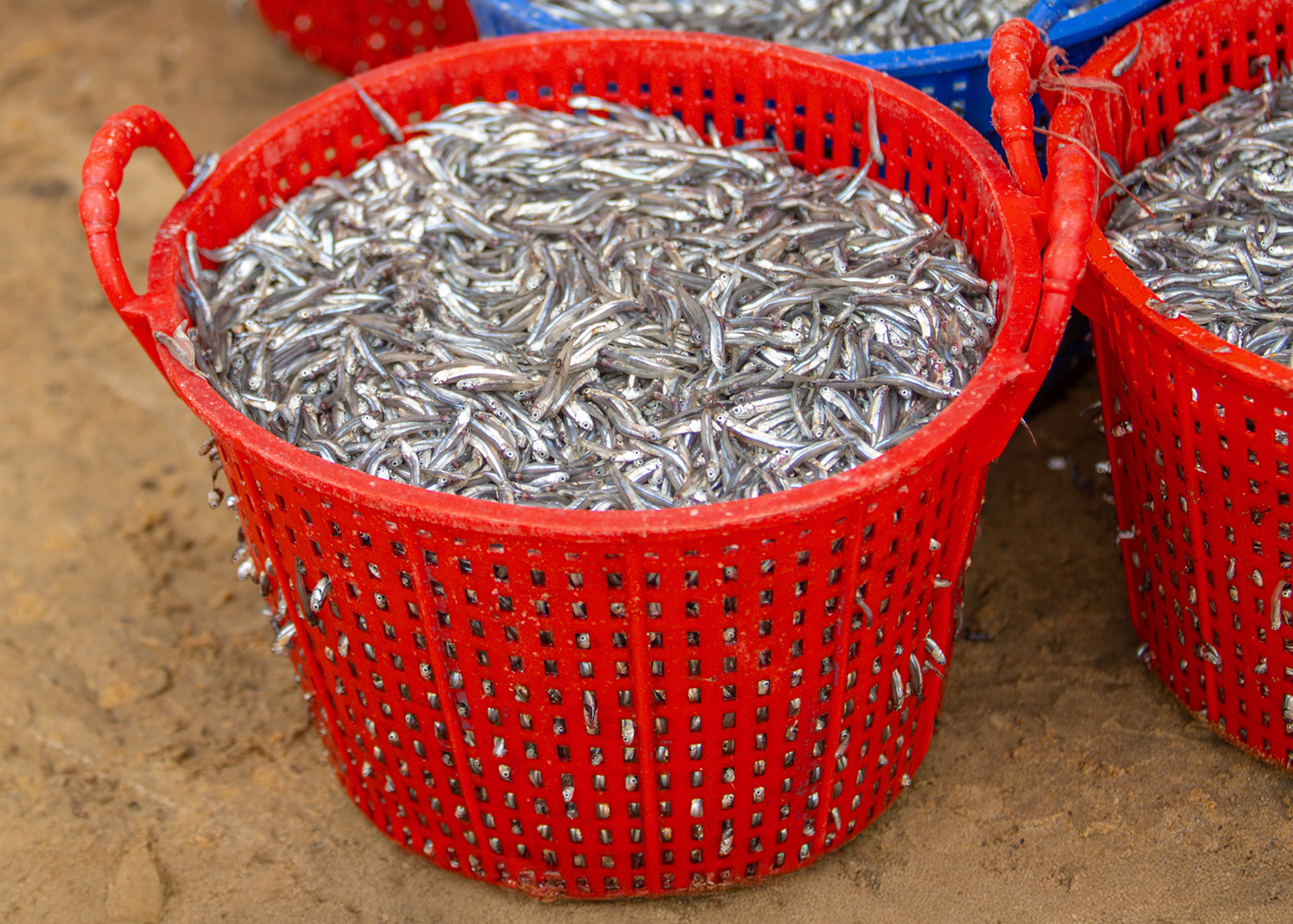 Hành trình cá cơm từ làng ra thế giới- Ảnh 4. Hành trình cá cơm từ làng ra thế giới- Ảnh 4.