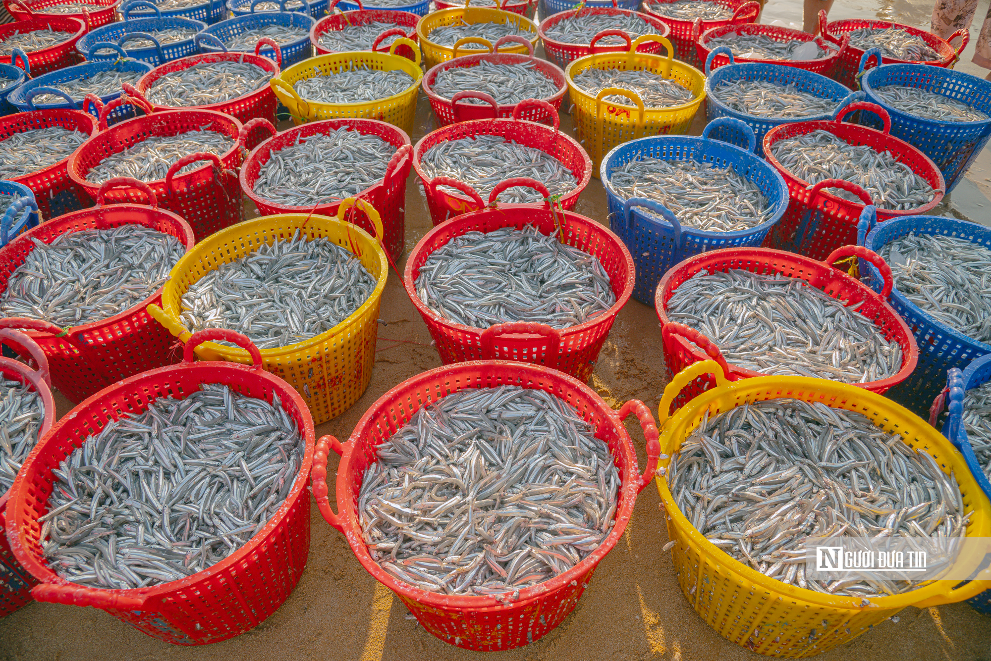 Hành trình cá cơm từ làng ra thế giới- Ảnh 3. Hành trình cá cơm từ làng ra thế giới- Ảnh 3.