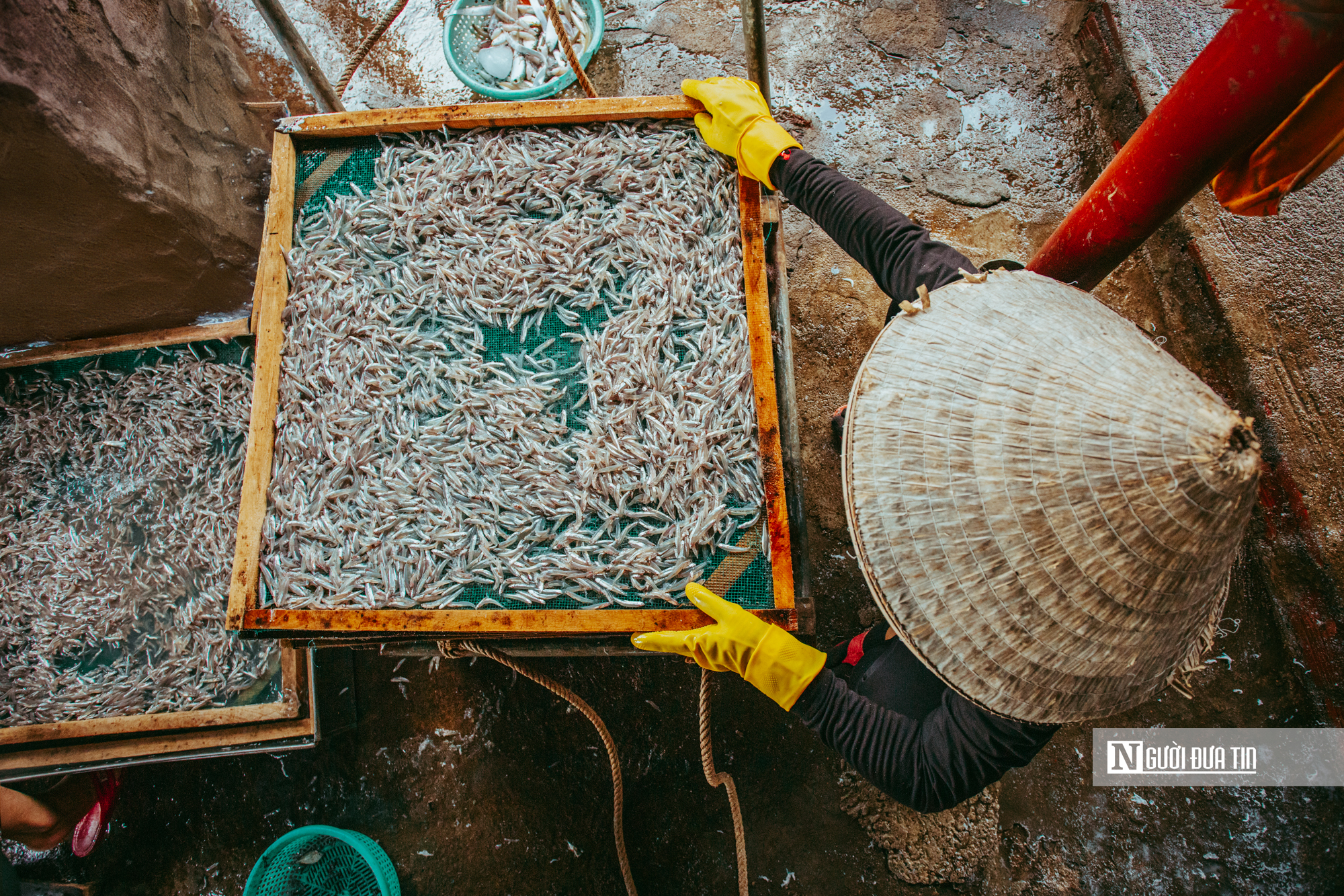 Hành trình cá cơm từ làng ra thế giới- Ảnh 5. Hành trình cá cơm từ làng ra thế giới- Ảnh 5.