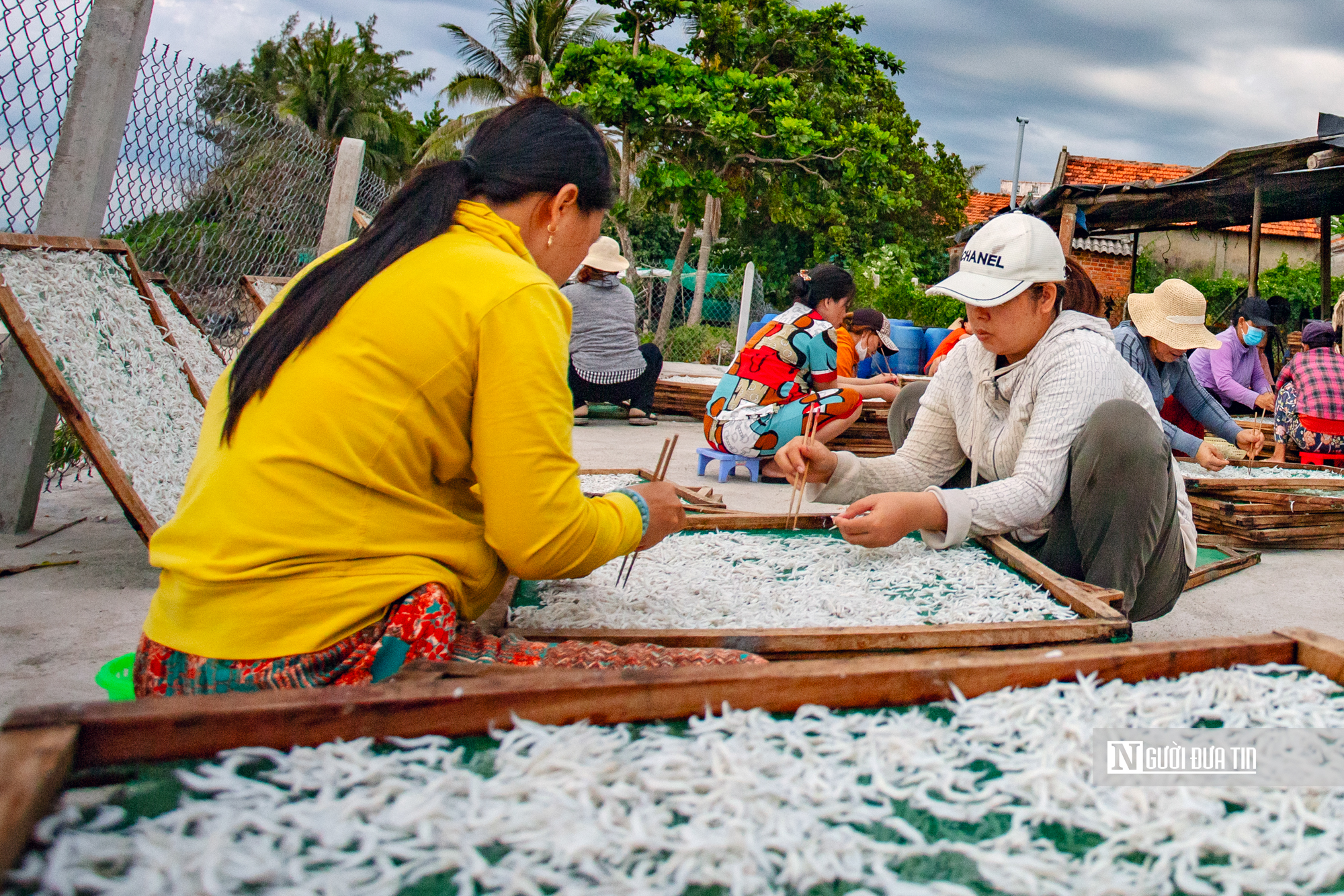 Hành trình cá cơm từ làng ra thế giới- Ảnh 8. Hành trình cá cơm từ làng ra thế giới- Ảnh 8.