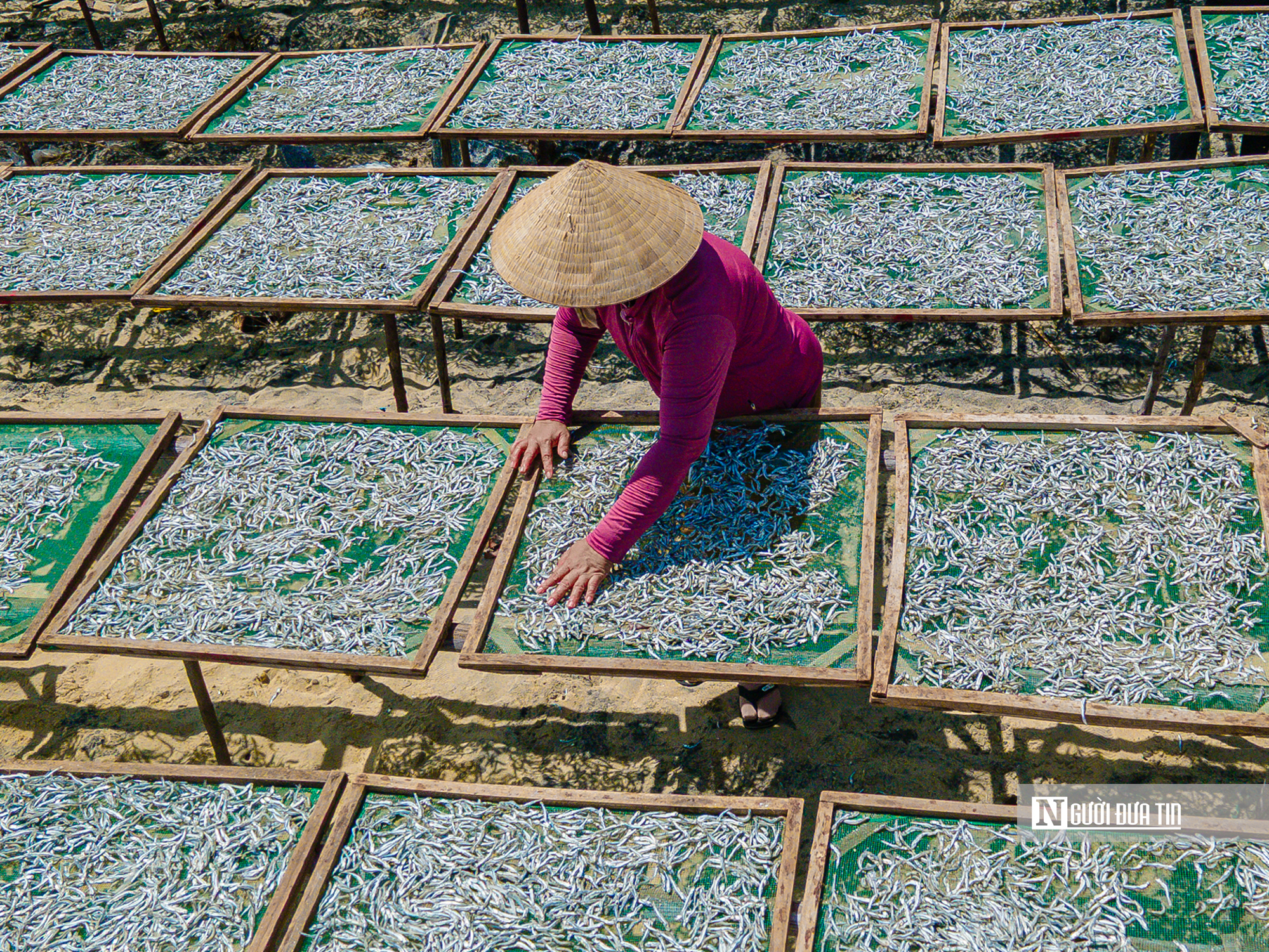 Hành trình cá cơm từ làng ra thế giới- Ảnh 12. Hành trình cá cơm từ làng ra thế giới- Ảnh 12.