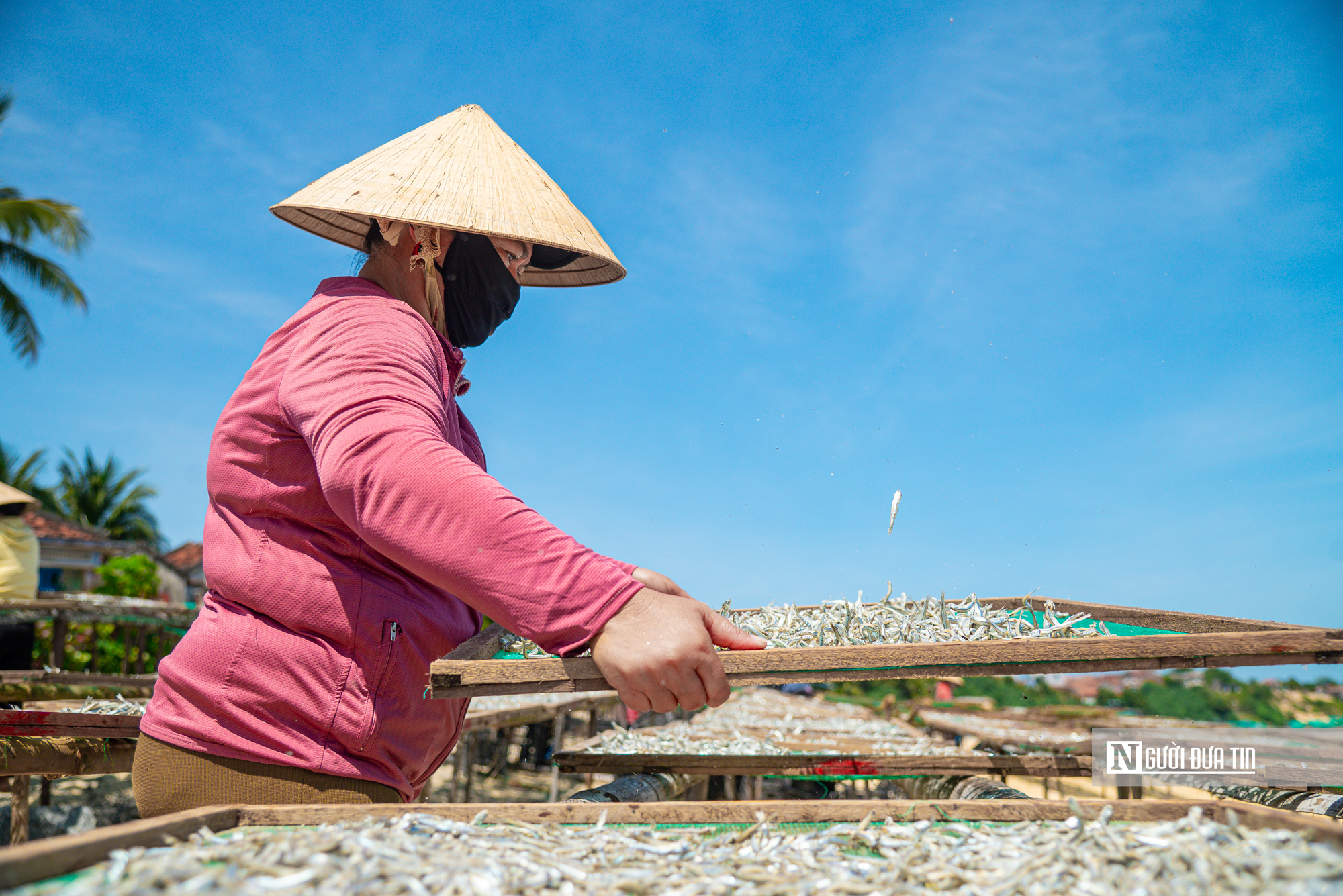 Hành trình cá cơm từ làng ra thế giới- Ảnh 11. Hành trình cá cơm từ làng ra thế giới- Ảnh 11.