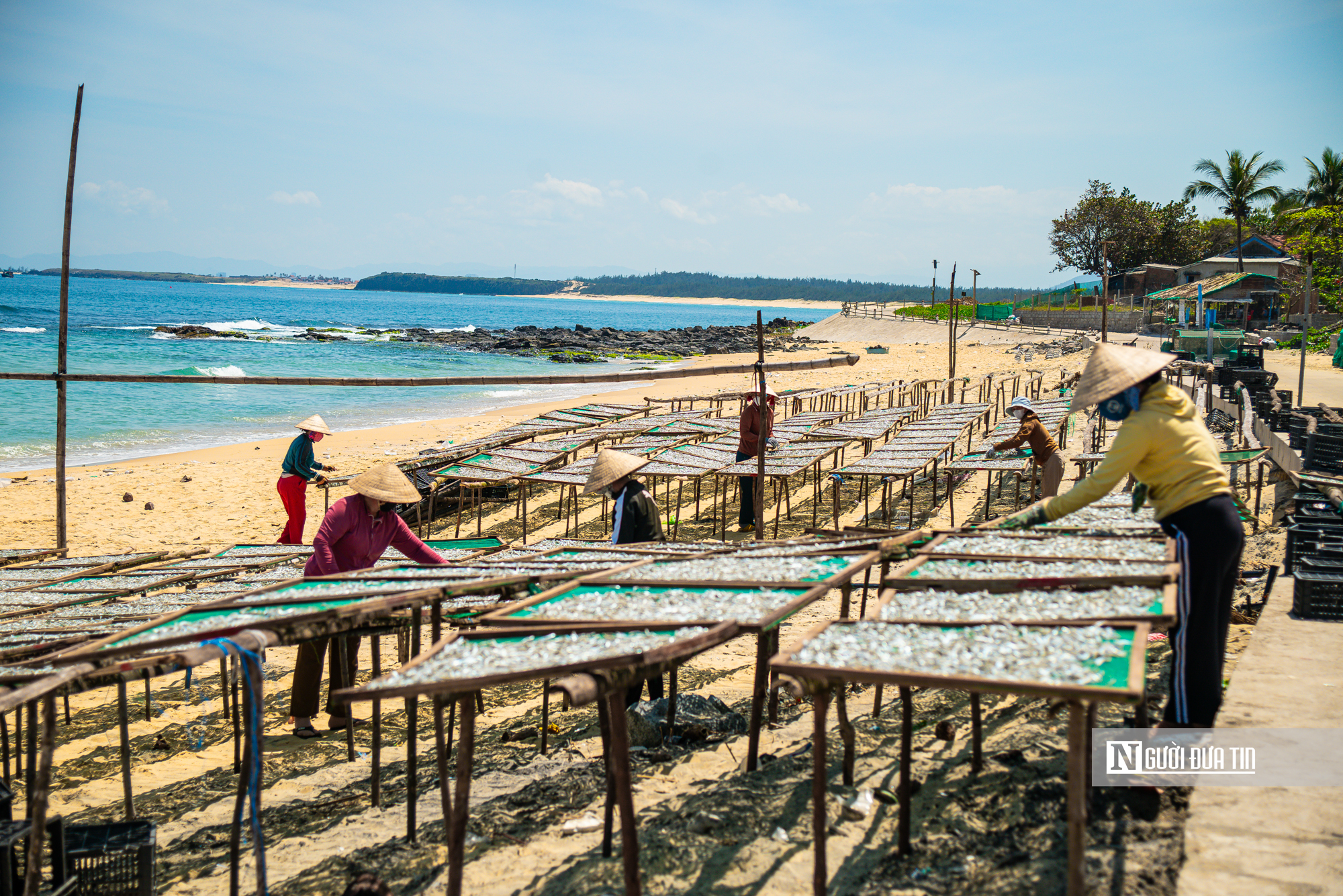 Hành trình cá cơm từ làng ra thế giới- Ảnh 10. Hành trình cá cơm từ làng ra thế giới- Ảnh 10.