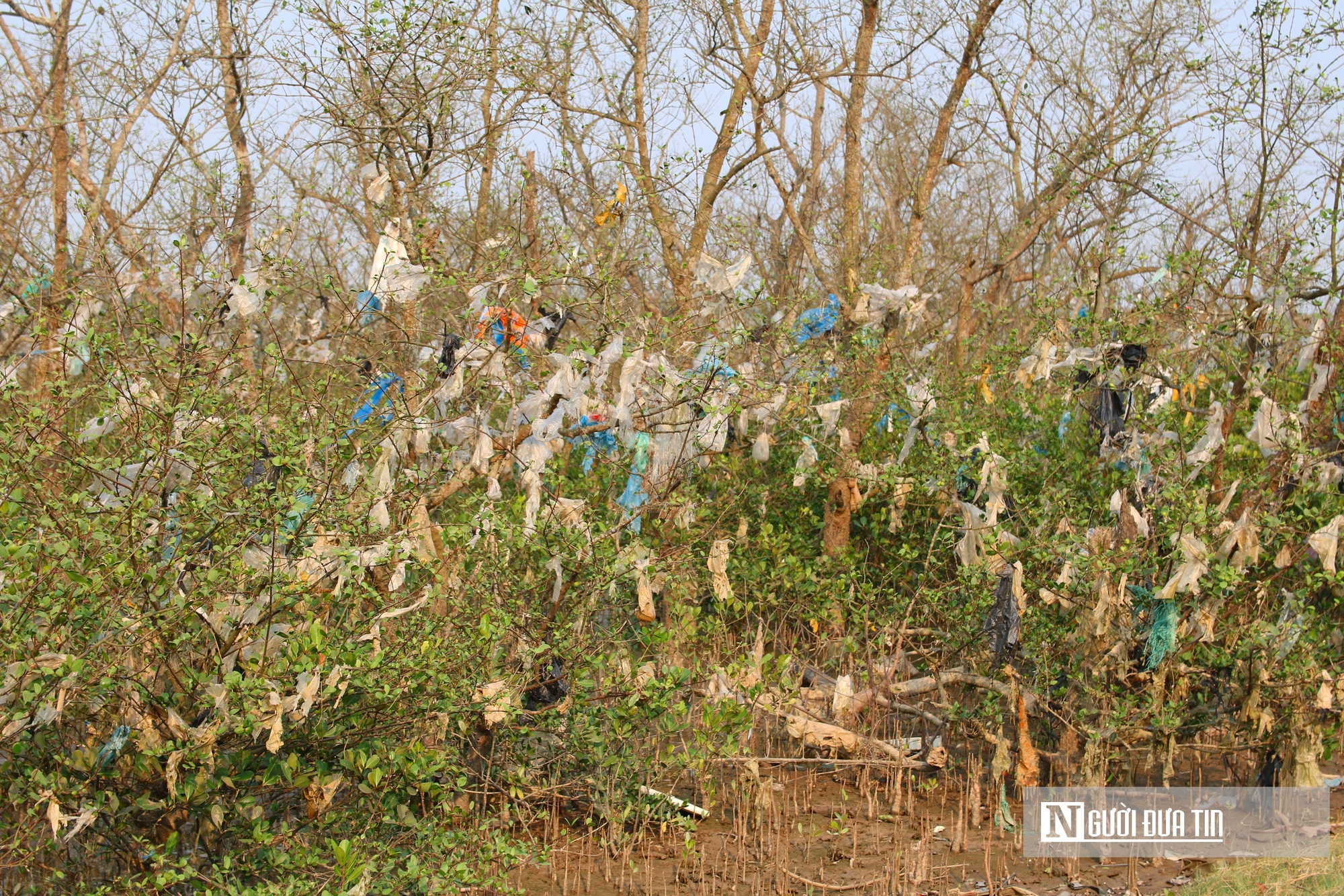 Cận cảnh cánh rừng bần nguyên sinh ngập ngụa trong lượng rác khổng lồ- Ảnh 3. Cận cảnh cánh rừng bần nguyên sinh ngập ngụa trong lượng rác khổng lồ- Ảnh 3.
