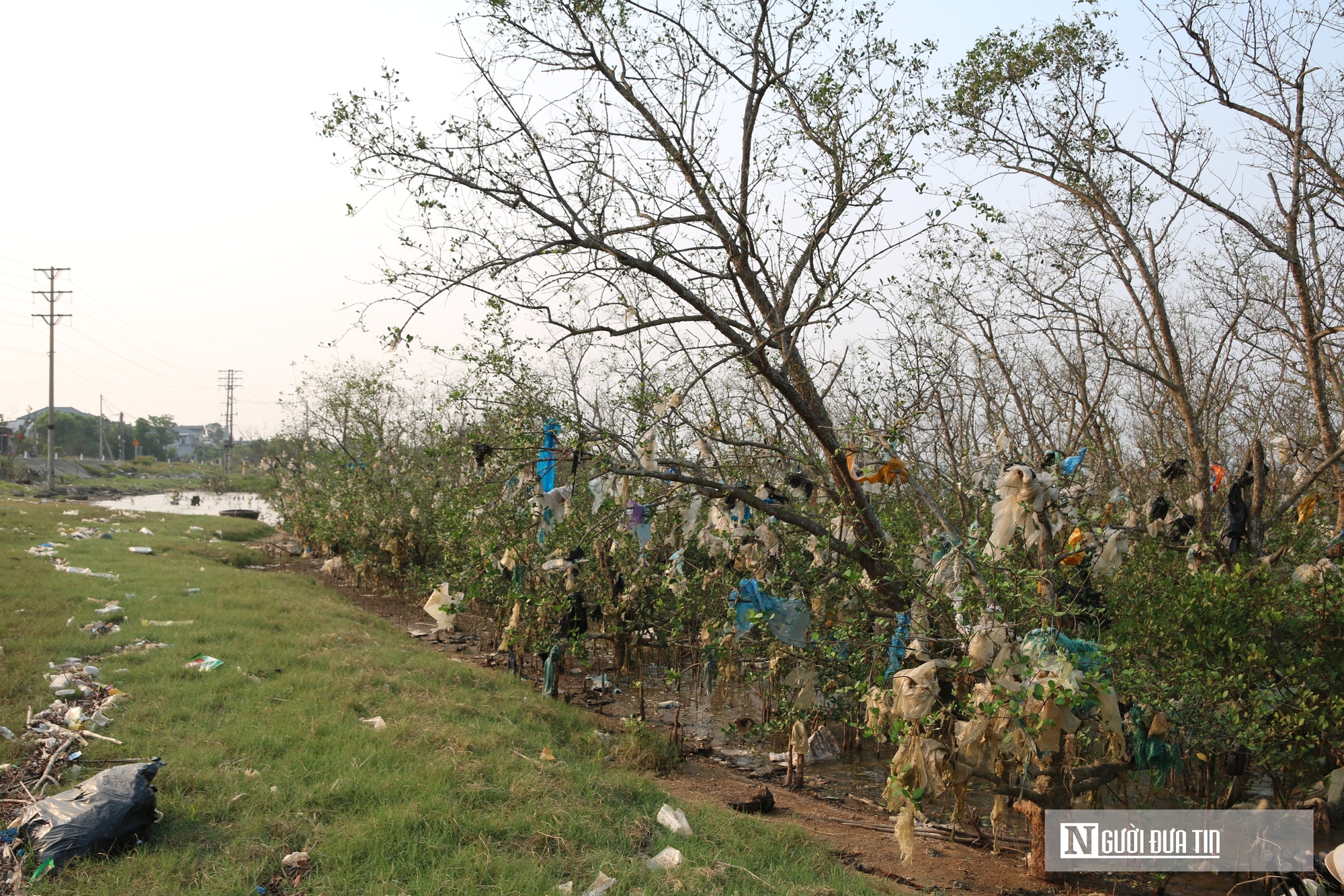 Cận cảnh cánh rừng bần nguyên sinh ngập ngụa trong lượng rác khổng lồ- Ảnh 2. Cận cảnh cánh rừng bần nguyên sinh ngập ngụa trong lượng rác khổng lồ- Ảnh 2.