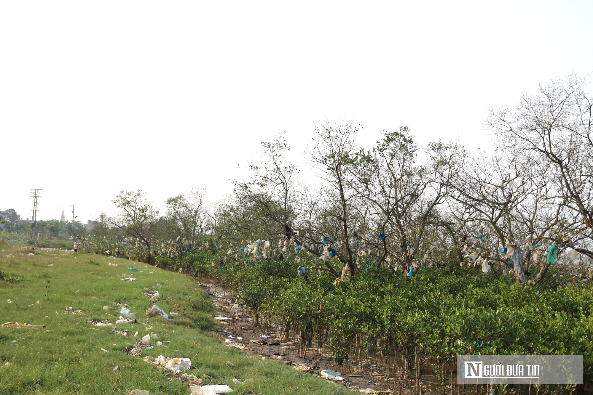 Cận cảnh cánh rừng bần nguyên sinh ngập ngụa trong lượng rác khổng lồ- Ảnh 1. Cận cảnh cánh rừng bần nguyên sinh ngập ngụa trong lượng rác khổng lồ- Ảnh 1.