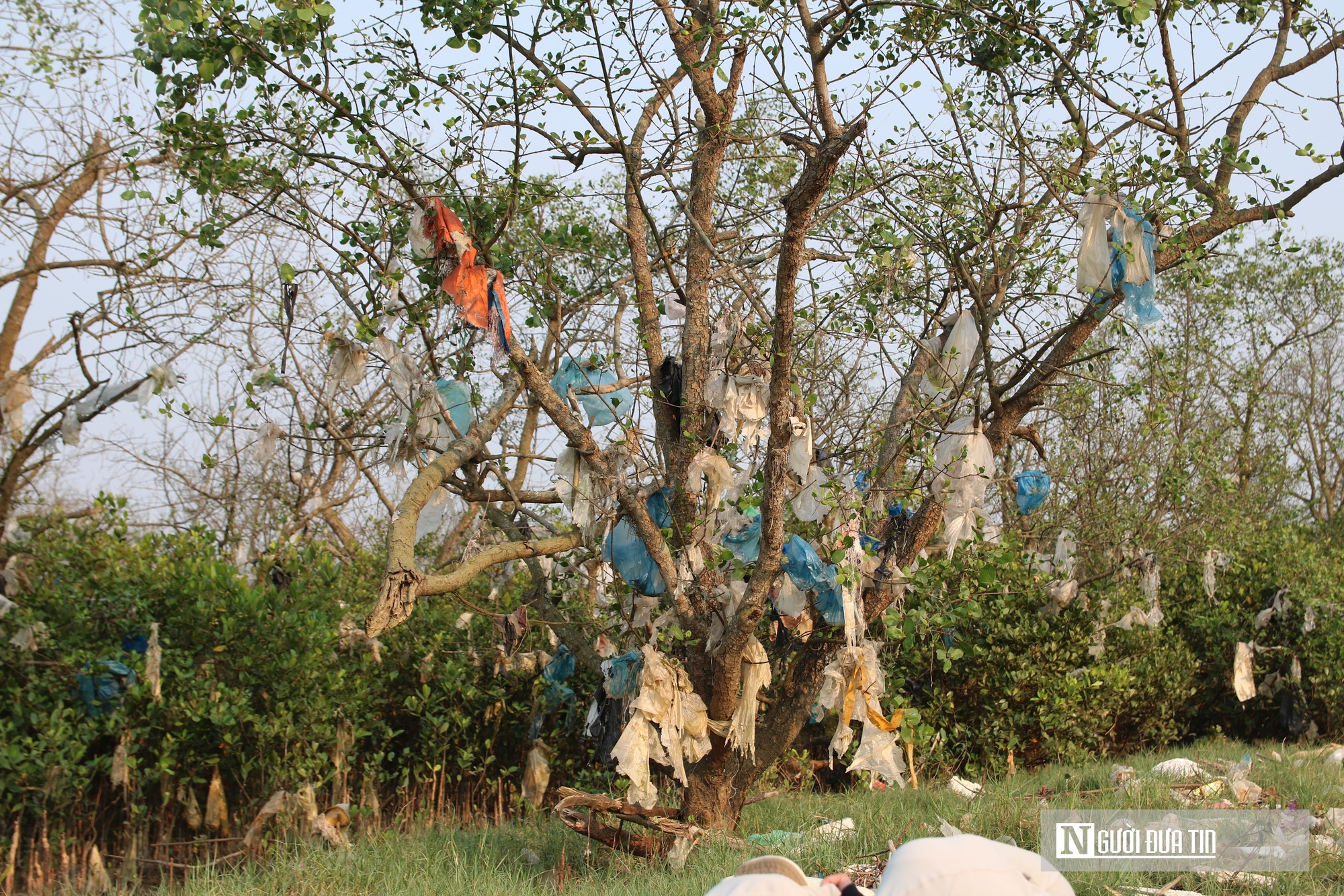 Cận cảnh cánh rừng bần nguyên sinh ngập ngụa trong lượng rác khổng lồ- Ảnh 5. Cận cảnh cánh rừng bần nguyên sinh ngập ngụa trong lượng rác khổng lồ- Ảnh 5.