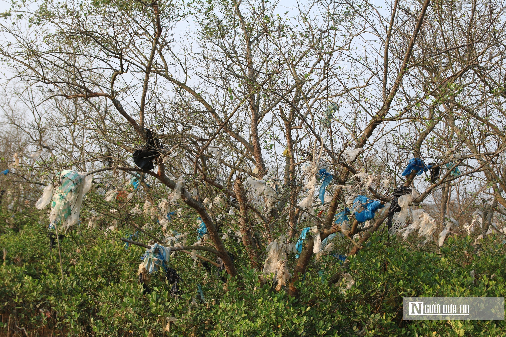 Cận cảnh cánh rừng bần nguyên sinh ngập ngụa trong lượng rác khổng lồ- Ảnh 6. Cận cảnh cánh rừng bần nguyên sinh ngập ngụa trong lượng rác khổng lồ- Ảnh 6.
